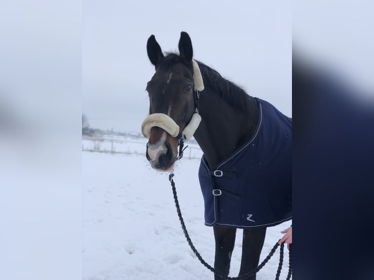 Polnisches Halbblut Wallach 15 Jahre 173 cm Dunkelbrauner in Kalisz Polnisches Halbblut Wallach 15 Jahre 173 cm Dunkelbrauner in Kalisz