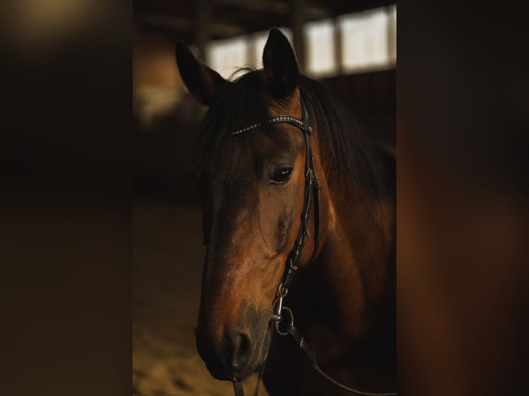 Polnisches Halbblut Mix Wallach 16 Jahre 165 cm Brauner in Neumarkt in der Oberpfalz