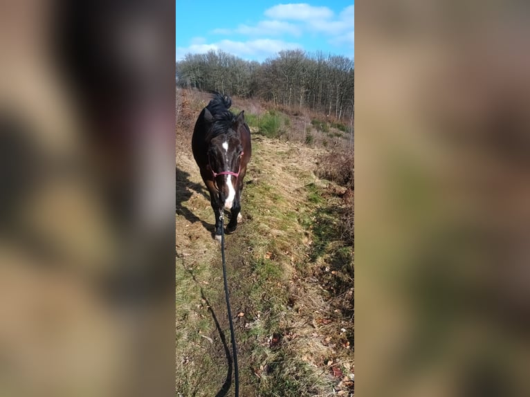 Polnisches Halbblut Wallach 17 Jahre 168 cm Schwarzbrauner in Wermelskirchen