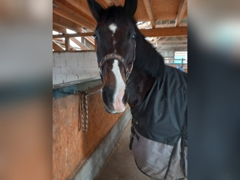 Polnisches Halbblut Wallach 17 Jahre 168 cm Schwarzbrauner in Wermelskirchen