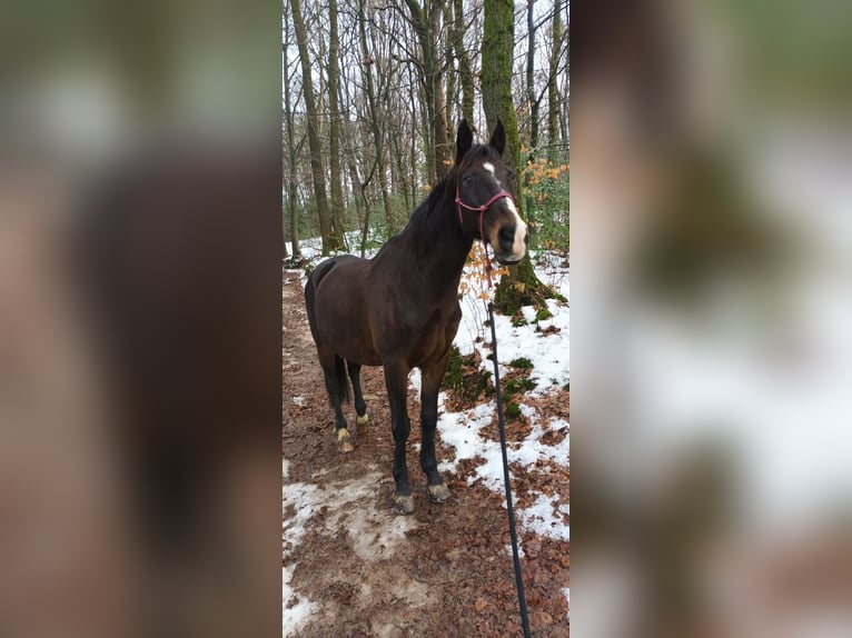 Polnisches Halbblut Wallach 17 Jahre 168 cm Schwarzbrauner in Wermelskirchen