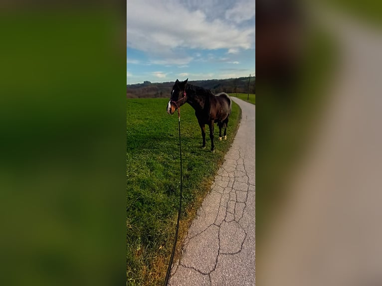 Polnisches Halbblut Wallach 17 Jahre 168 cm Schwarzbrauner in Wermelskirchen