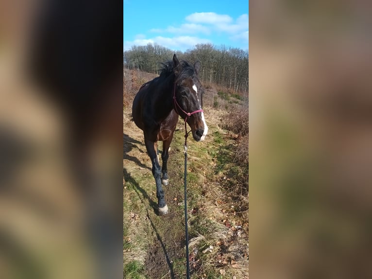 Polnisches Halbblut Wallach 17 Jahre 168 cm Schwarzbrauner in Wermelskirchen