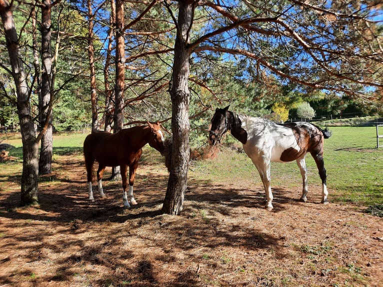 Polnisches Halbblut Wallach 17 Jahre 170 cm Schecke in Rohrbach an der Teich
