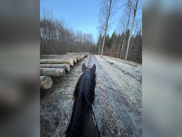 Polnisches Halbblut Wallach 17 Jahre 175 cm Brauner in Besigheim Ottmarsheim