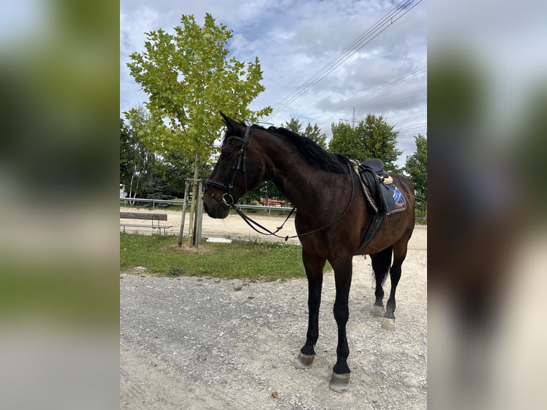 Polnisches Halbblut Wallach 17 Jahre 175 cm Brauner in Besigheim Ottmarsheim