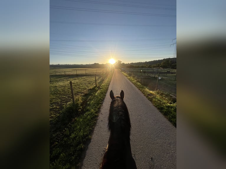 Polnisches Halbblut Wallach 17 Jahre 175 cm Brauner in Besigheim Ottmarsheim