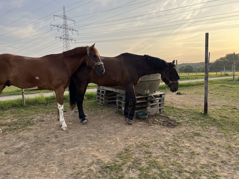 Polnisches Halbblut Wallach 18 Jahre 175 cm Brauner in Besigheim Ottmarsheim