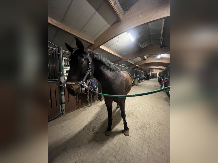 Polnisches Halbblut Wallach 18 Jahre 175 cm Brauner in Besigheim Ottmarsheim