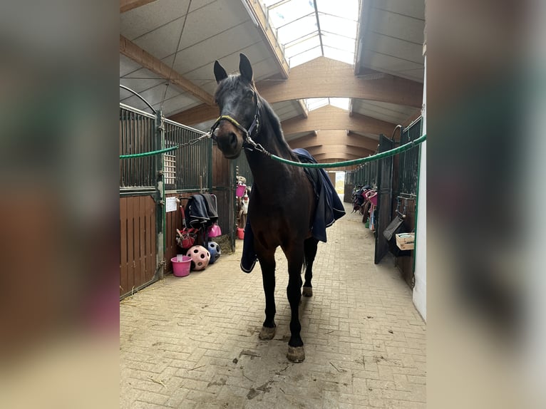 Polnisches Halbblut Wallach 18 Jahre 175 cm Brauner in Besigheim Ottmarsheim