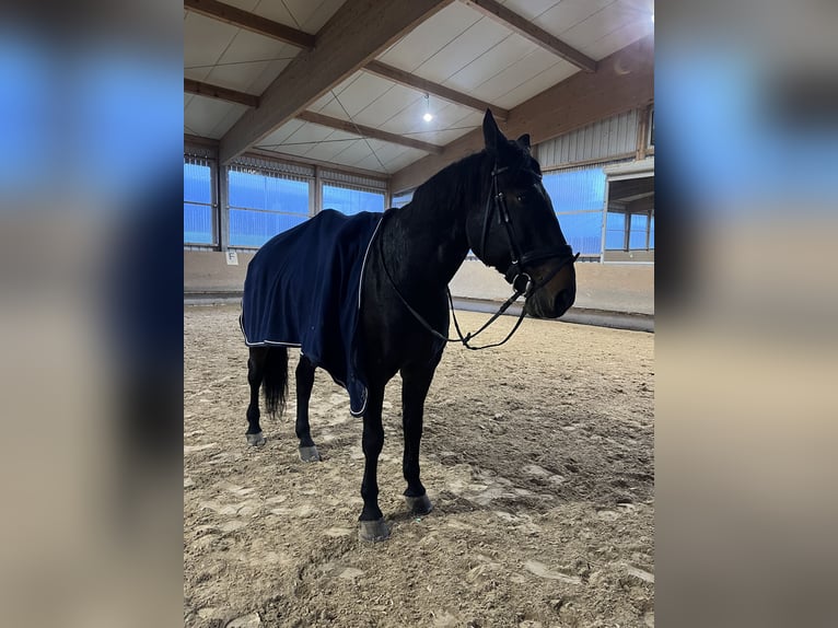 Polnisches Halbblut Wallach 18 Jahre 175 cm Brauner in Besigheim Ottmarsheim