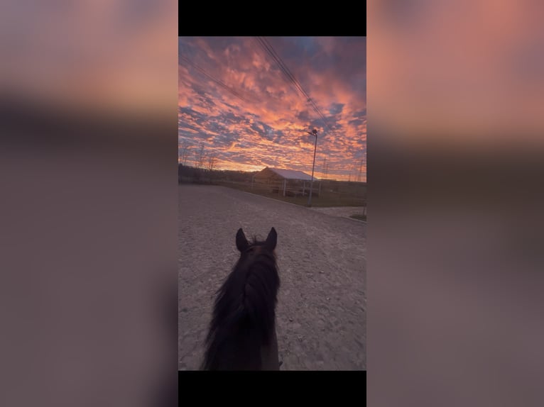 Polnisches Halbblut Wallach 18 Jahre 175 cm Brauner in Besigheim Ottmarsheim