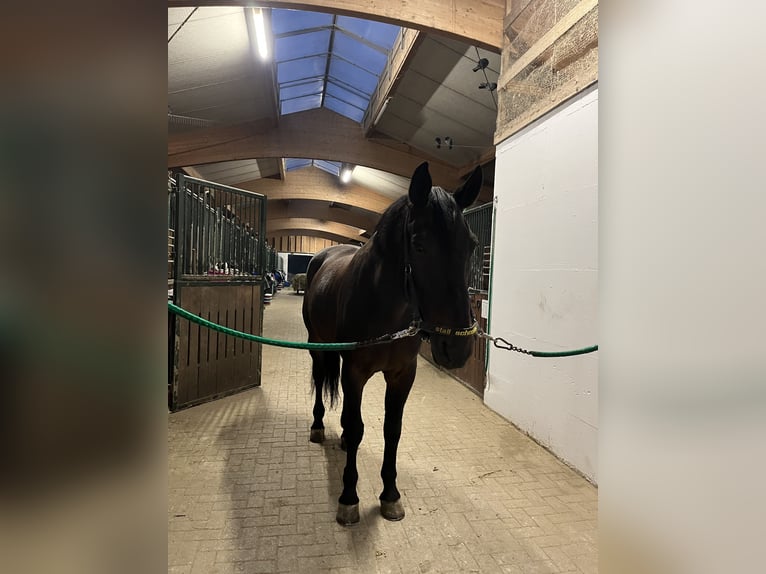 Polnisches Halbblut Wallach 18 Jahre 175 cm Brauner in Besigheim Ottmarsheim