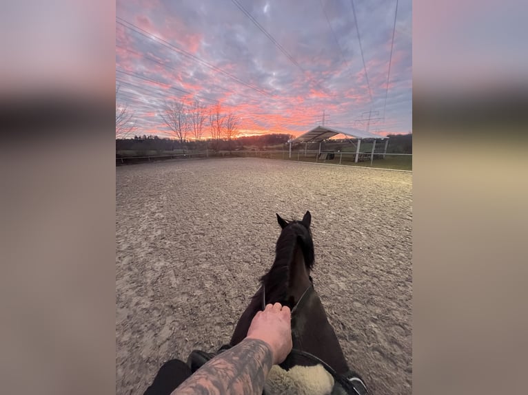 Polnisches Halbblut Wallach 18 Jahre 175 cm Brauner in Besigheim Ottmarsheim