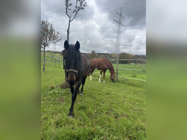 Polnisches Halbblut Wallach 18 Jahre 175 cm Brauner in Besigheim Ottmarsheim