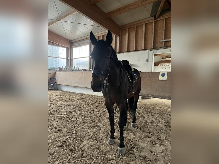 Polnisches Halbblut Wallach 18 Jahre 175 cm Brauner in Besigheim Ottmarsheim