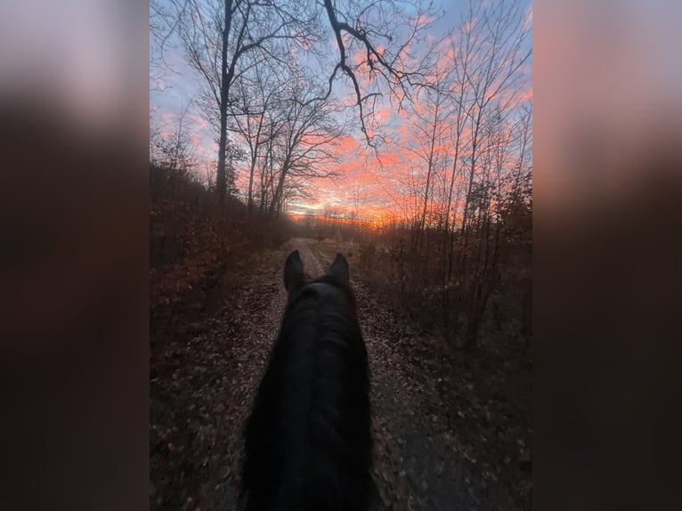 Polnisches Halbblut Wallach 18 Jahre 175 cm Brauner in Besigheim Ottmarsheim