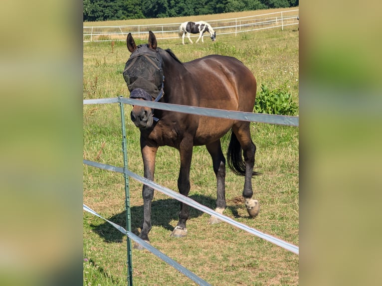 Polnisches Halbblut Wallach 19 Jahre 175 cm Brauner in Büdingen Polnisches Halbblut Wallach 19 Jahre 175 cm Brauner in Büdingen