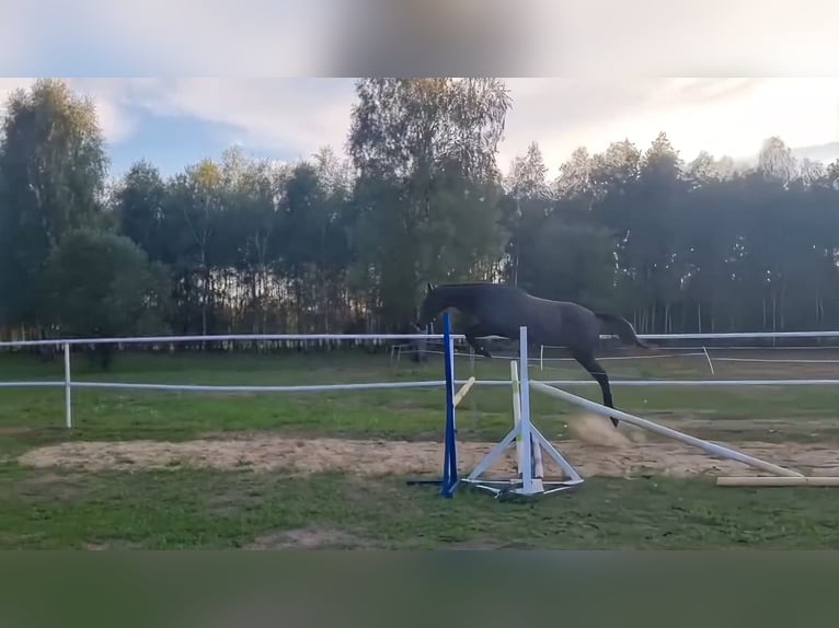 Polnisches Halbblut Wallach 1 Jahr 160 cm Schimmel in Skrzydlów