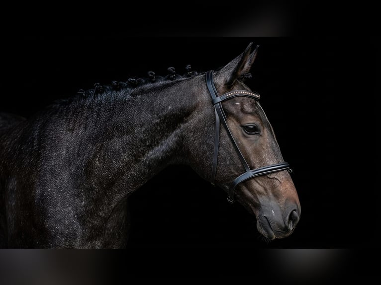 Polnisches Halbblut Wallach 1 Jahr 160 cm Schimmel in Skrzydlów