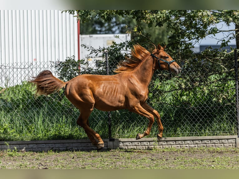 Polnisches Halbblut Wallach 1 Jahr 170 cm Fuchs in Zalesie G&#xF3;rne