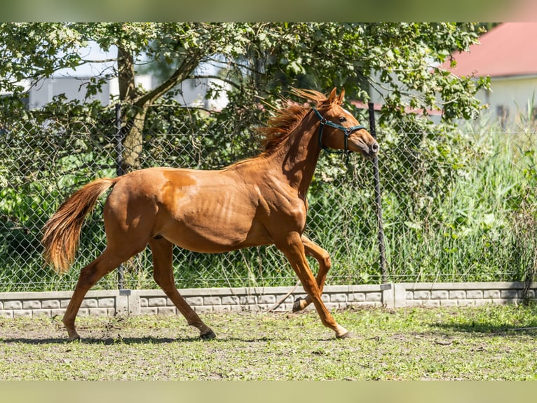 Polnisches Halbblut Wallach 1 Jahr 170 cm Fuchs in Zalesie G&#xF3;rne