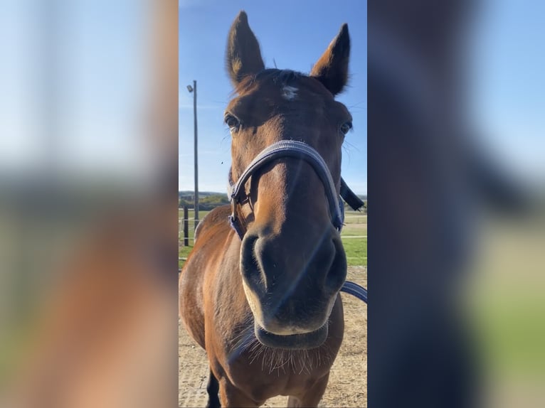 Polnisches Halbblut Wallach 21 Jahre 158 cm Brauner in Lauenau