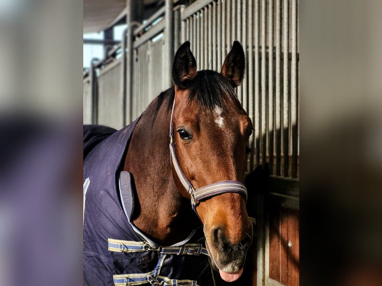 Polnisches Halbblut Wallach 21 Jahre 158 cm Brauner in Lauenau