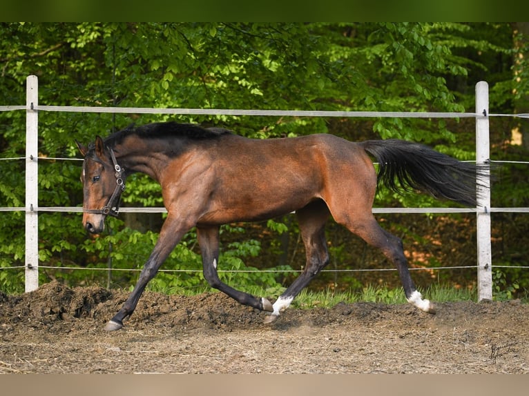 Polnisches Halbblut Wallach 2 Jahre 153 cm Brauner in Miastko