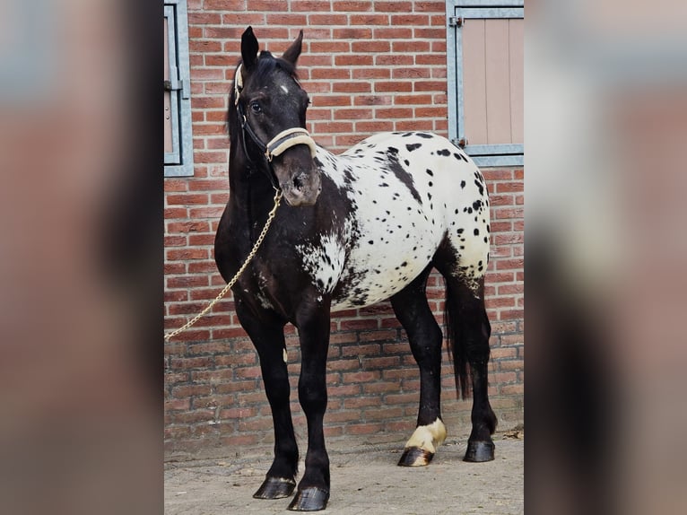 Polnisches Halbblut Wallach 2 Jahre 159 cm Tigerschecke in Someren