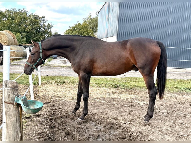 Polnisches Halbblut Wallach 2 Jahre 165 cm Dunkelbrauner in Dolsk