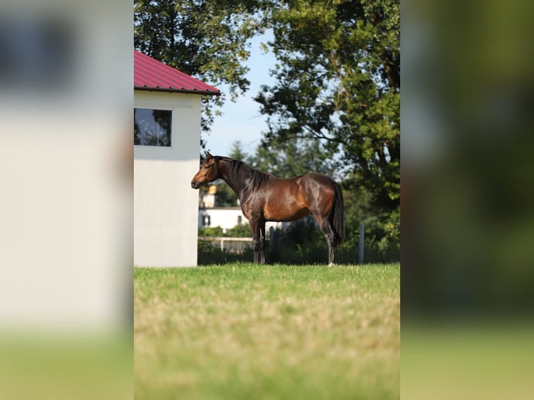 Polnisches Halbblut Wallach 2 Jahre 165 cm Dunkelbrauner in Stare Lubiejewo