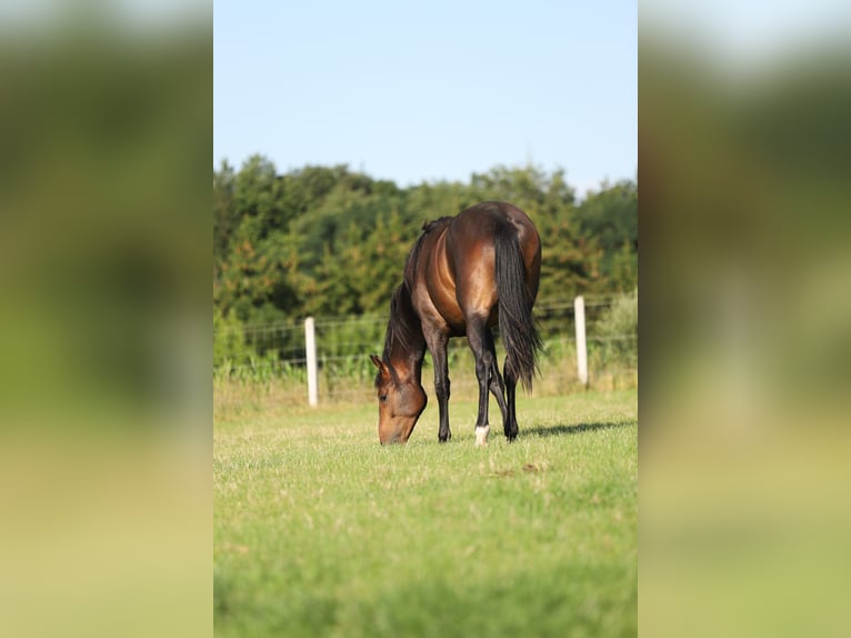 Polnisches Halbblut Wallach 2 Jahre 165 cm Dunkelbrauner in Stare Lubiejewo