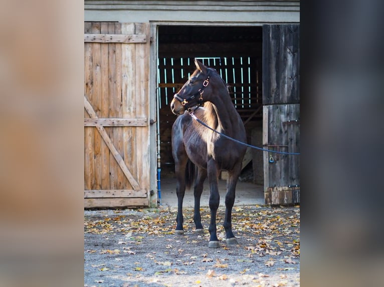 Polnisches Halbblut Wallach 2 Jahre 165 cm Dunkelbrauner in Unieszewo