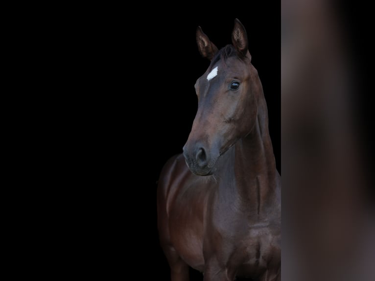 Polnisches Halbblut Wallach 2 Jahre 178 cm Brauner in Reszki