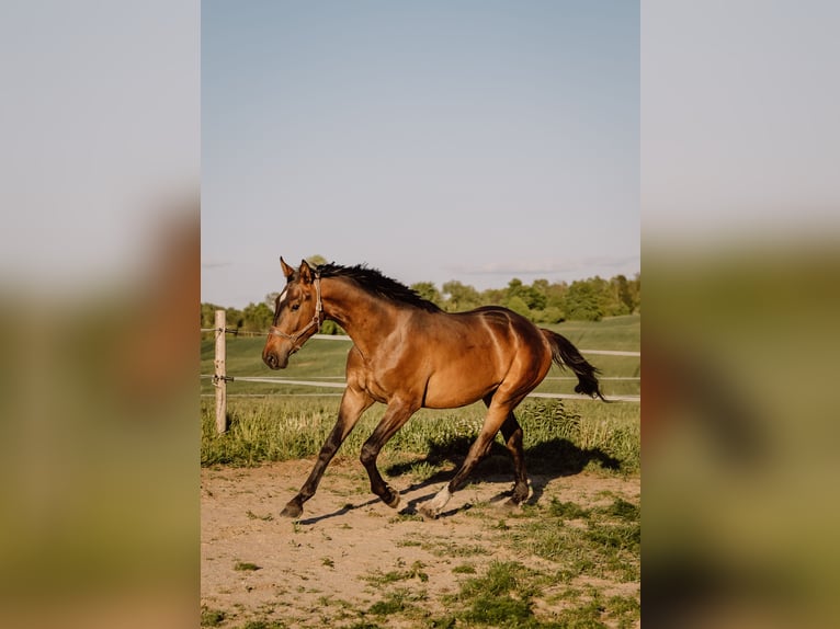 Polnisches Halbblut Wallach 2 Jahre 178 cm Brauner in Reszki