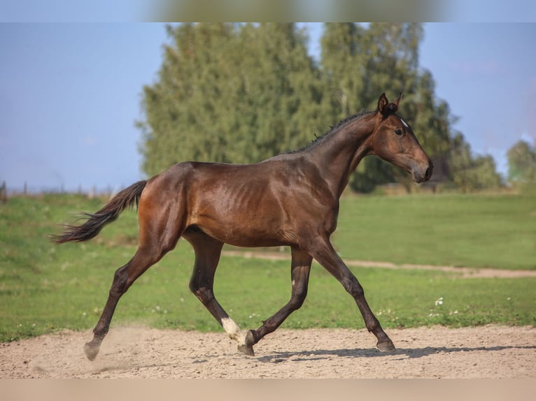 Polnisches Halbblut Wallach 2 Jahre 178 cm Brauner in Reszki