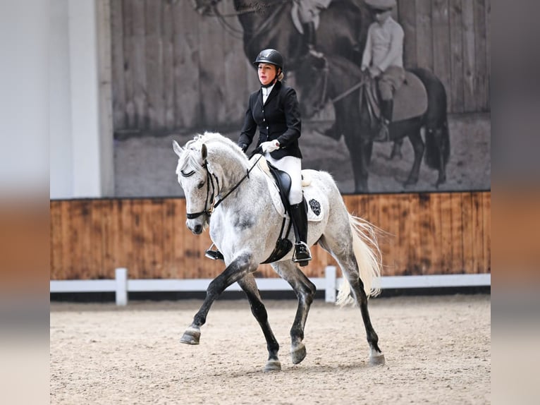 Polnisches Halbblut Wallach 2 Jahre 178 cm Brauner in Reszki