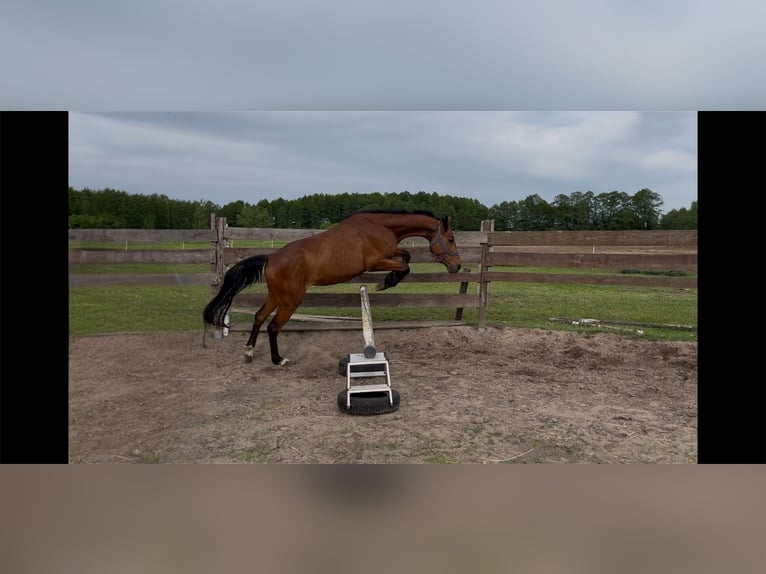 Polnisches Halbblut Wallach 3 Jahre 156 cm Brauner in Grabowo