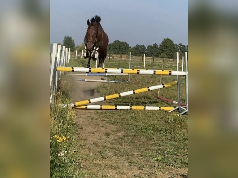 Polnisches Halbblut Wallach 3 Jahre 165 cm Rotbrauner in Drezdenko