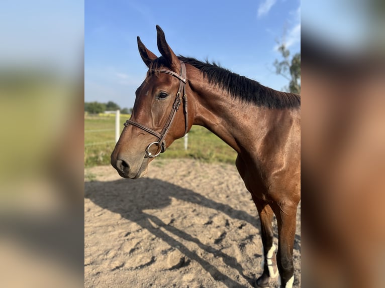 Polnisches Halbblut Wallach 3 Jahre 165 cm Rotbrauner in Drezdenko