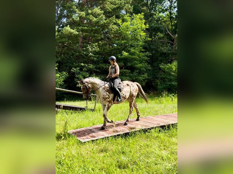 Polnisches Halbblut Wallach 3 Jahre 165 cm Tigerschecke in Santok