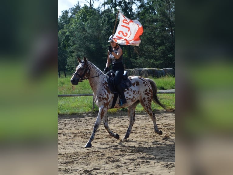 Polnisches Halbblut Wallach 3 Jahre 165 cm Tigerschecke in Santok