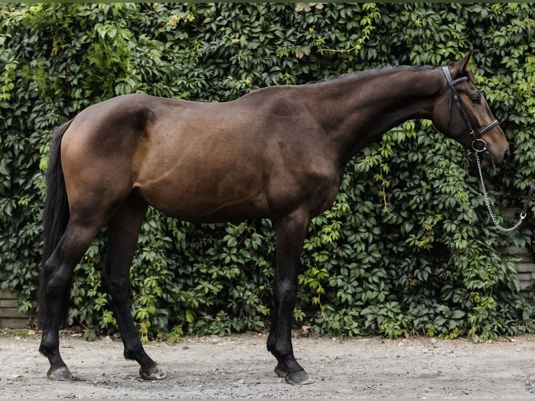 Polnisches Halbblut Wallach 3 Jahre 172 cm Rotbrauner in Buk Polnisches Halbblut Wallach 3 Jahre 172 cm Rotbrauner in Buk