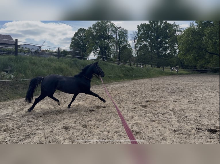 Polnisches Halbblut Mix Wallach 4 Jahre 158 cm Schimmel in Mikołów