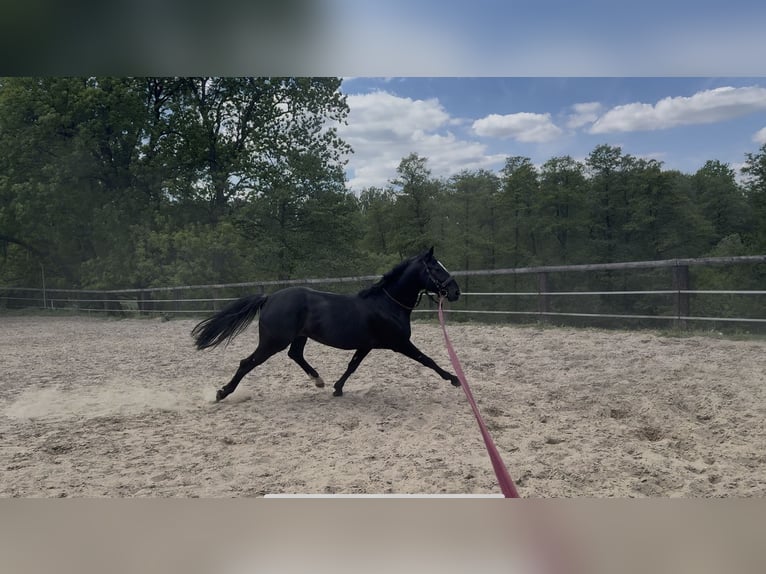 Polnisches Halbblut Mix Wallach 4 Jahre 158 cm Schimmel in Mikołów