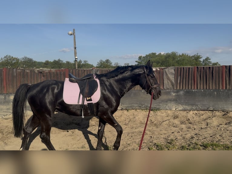 Polnisches Halbblut Mix Wallach 4 Jahre 158 cm Schimmel in Mikołów