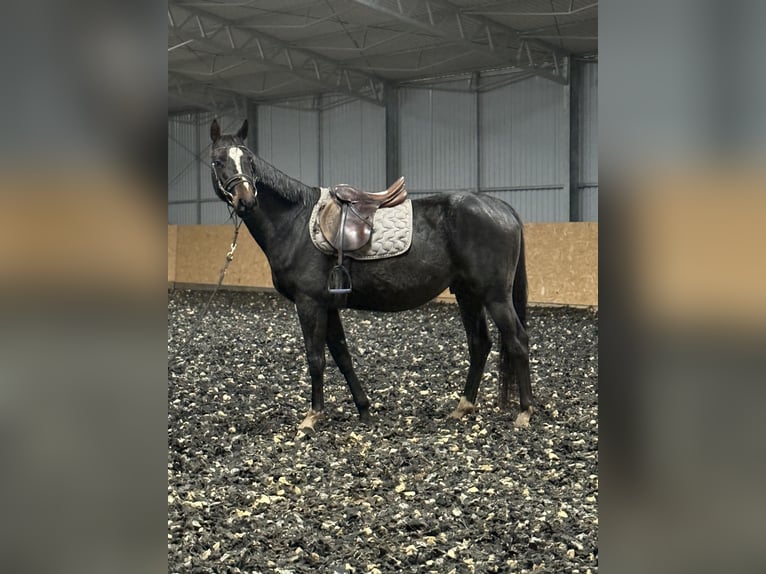 Polnisches Halbblut Wallach 4 Jahre 160 cm Dunkelbrauner in Seelow