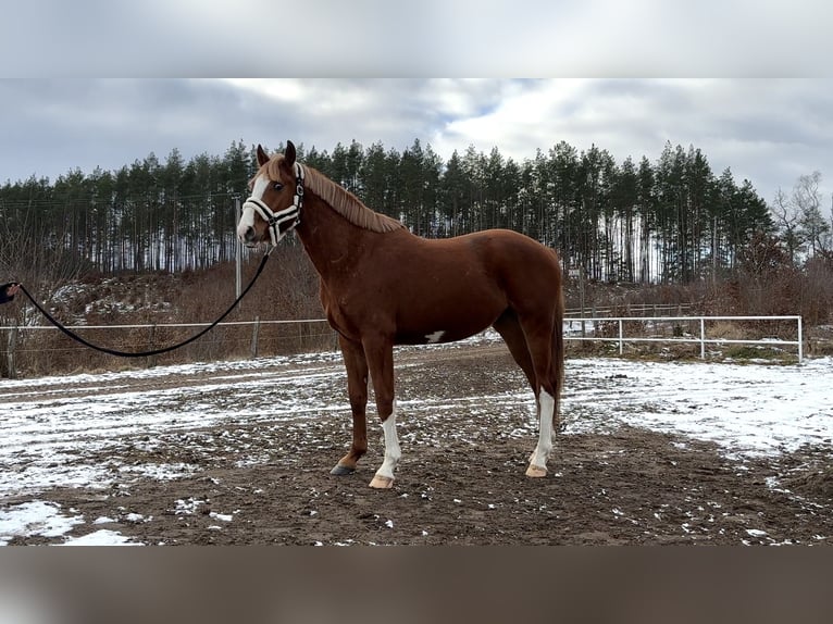 Polnisches Halbblut Wallach 4 Jahre 164 cm Fuchs in Strzeszyn