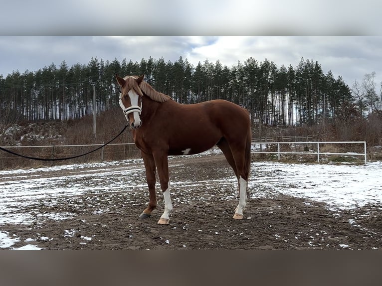 Polnisches Halbblut Wallach 4 Jahre 164 cm Fuchs in Strzeszyn